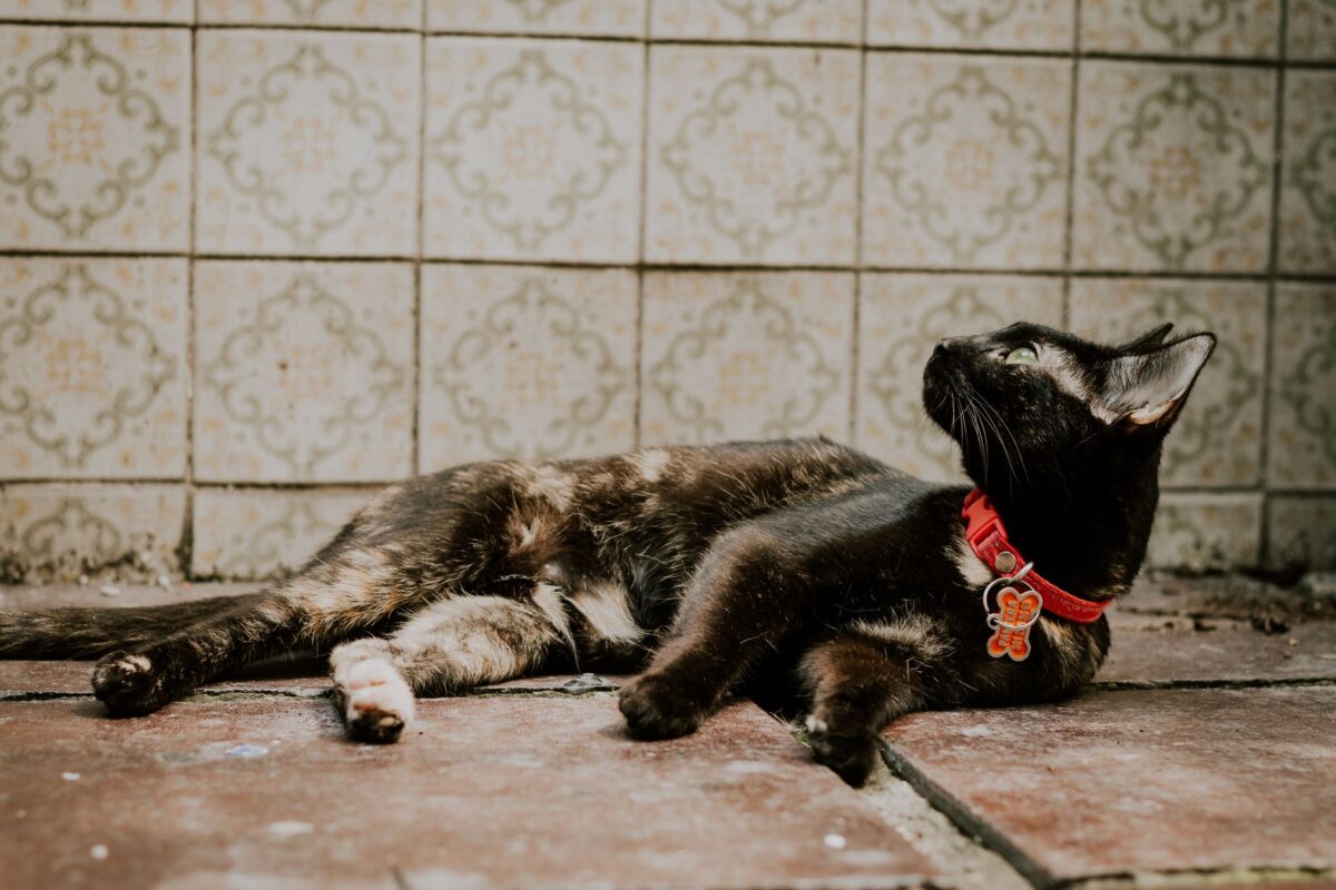 airtag chat chien ne remplace